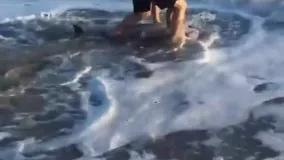 نجات بچه دلفین
