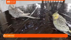 آموزش تربیت طوطی - دستی کردن طوطی شما - ویدیو اول