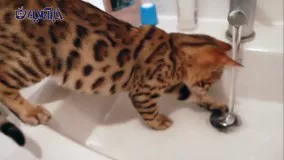 گربه‌ ای عاشق آب با ثروتی 11 میلیارد تومانی