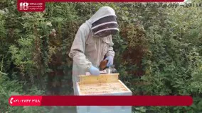 آموزش زنبورداری - ملکه ی جدید کندو - قسمت 9