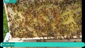 آموزش جامع زنبور داری - آپدیت دسته با تکان دادن