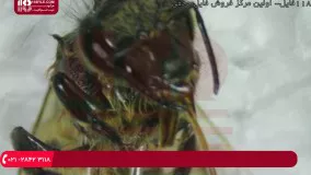 آموزش زنبورداری (دوبله) - میکروسکوپی  - تشریح انگل نایی