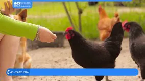 آموزش پرورش مرغ -  معرفی سه تا از نژاد های مرغ و نحوه تخم گذاری آن ها