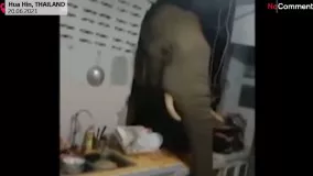 وقتی فیل به آشپزخانه سرک می‌کشد