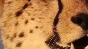 صدای حیرت‌ آور یوزپلنگ از پارک ملی توران