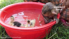 شنا کردن میمون کوچولو و جوجه اردکها