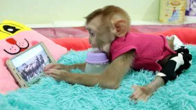 میمون کوچولو در حال شیر خوردن و دیدن راز بقا
