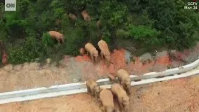 گله فیل سرگردان در جنوب غربی چین