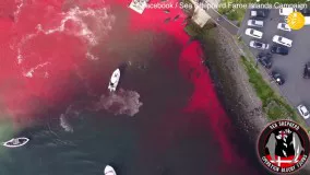 دریای خون ؛ کشتار بی رحمانه نهنگ‌ ها