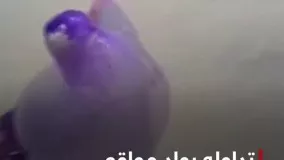 ویدیوی ماهی ژله ای پربازدید شد
