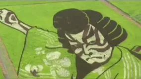طراحی تابلو‌ های زیبا در مزارع برنج در ژاپن