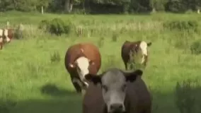 ارکستری برای گاوها !