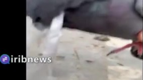 نجات کبوتری که در کیسه‌های پلاستیکی گرفتار شده بود