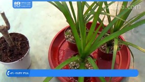 فیلم پرورش گل و گیاه|مراقبت از گیاه|ترفند نگهداری از گیاهان(احیای گیاه فیکوس)