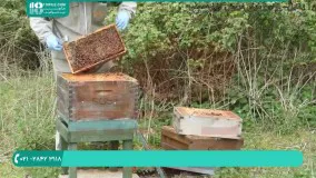 زنبورداری - آموزش پرورش زنبور عسل -برپایی کلونی سلول ساز