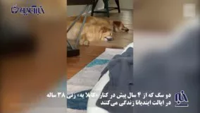 نگهبانی تماشایی دو سگ از یک قربانی خشونت