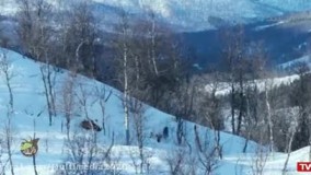 کلیپ حیوانات حیات وحش | زمستان کوههای آلپ