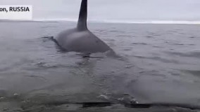 نجات یک بچه «نهنگ قاتل» در ساحل روسیه