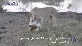لحظاتی تماشایی و جالب از بازی خنده‌دار یک توله شیر با مادرش