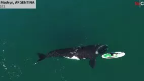 بازی نهنگ کنجکاو با یک قایق در سواحل آرژانتین