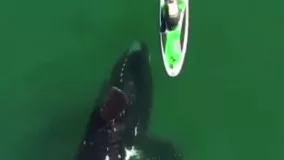 برخورد یک قایقران با یک نهنگ غول‌پیکر در آرژانتین