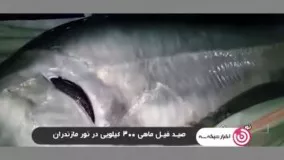 صید فیل‌ ماهی ۳۰۰ کیلویی در مازندران