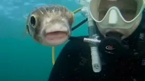 عکس سلفی با خطرناک‌ ترین ماهی‌ جهان !