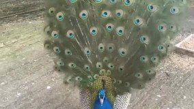 خودنمایی دیدنی یک طاووس