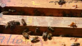 پرورش ملکه زنبور عسل-جمع آوری زنبور عسل-چک و وارد و خارج کردن سوپرها