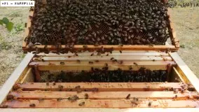 درآمد زایی پرورش زنبور عسل-زنبورداری-روش آزمودن ملکه
