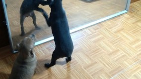 واکنش توله سگ هادر مقابل آینه آینه در مقابل سگ ها