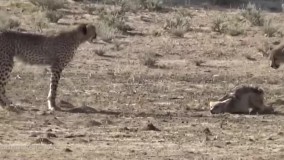 یوزپلنگ ها در مقابل شغال نبرد دیدنی حیوانات وحشی