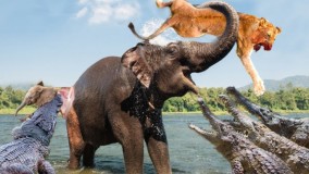 حیات وحش - فیل به شیر حمله می کند - حمله حیوانات