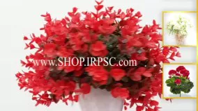 انواع شمشاد توپی گلدانی رنگ قرمز | فروشگاه ملی