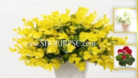 انواع شمشاد توپی گلدانی رنگ زرد | فروشگاه ملی