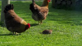 مبارزه موش با مرغ دعوای حیوانات