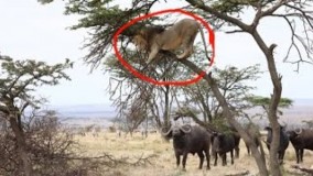 حمله بوفالو به شیر فرار شیر بالای درخت  نبرد دیدنی حیوانات