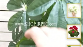 انواع گل مصنوعی شفلرا لمسی | فروشگاه ملی
