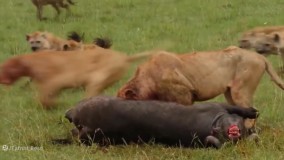 شیر و کفتار برای شکار میجنگند مستند حیات وحش