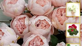 انواع بوته گل پیونی بزرگ صورتی | فروشگاه ملی