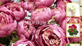 انواع بوته گل تزیینی پیونی بنفش رنگ | فروشگاه ملی