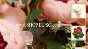 انواع بوته گل تزیینی پیونی بزرگ گل | فروشگاه ملی