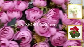 انواع بوته گل تزِیینی پیونی بنفش رنگ | فروشگاه ملی
