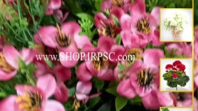 انواع بوته گل مصنوعی صورتی لیندا | فروشگاه ملی