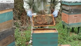 زنبورداری رایگان- زنبورداری مدرن-پرورش زنبور عسل-اولین کلونی