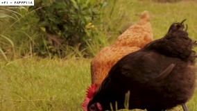 پرورش مرغ بومی-مرغ محلی-فیلم پرورش مرغ- نیاز مرغ به گوشت