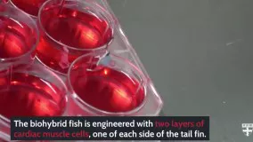 ساخت یک ماهی با سلول‌های ماهیچه‌ای قلب انسان