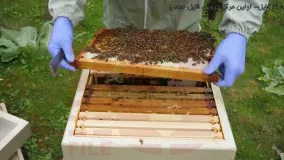 زنبورداری آسان-پرورش زنبور عسل-انتقال کندوچه نیاز به غذا دارد