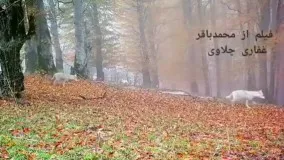 فیلمی زیبا از ارتفاعات مازندران
