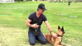 سگ-تربیت سگ-تربیت سگ خانگی-نصب قلاده سگ ژرمن شپرد